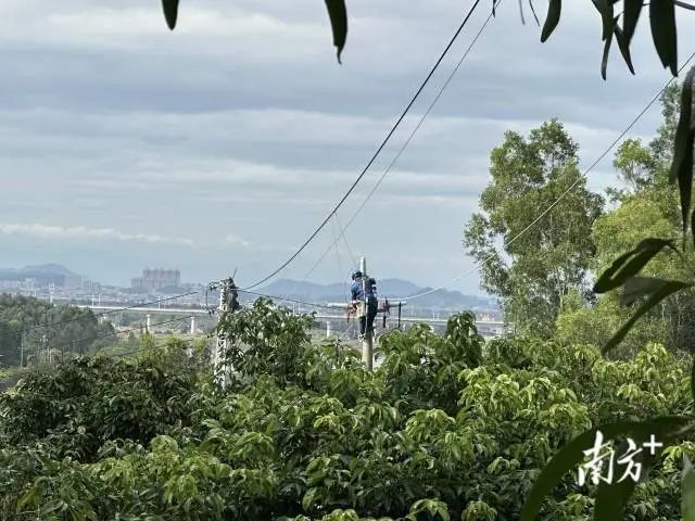 汕尾陆丰供电局对10千伏金洲线、蕉园线开展更换导线等施工作业。 图片